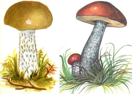 Подберезовик, подосиновик, моховик, мухомор