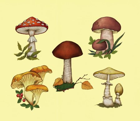 Наглядное пособие грибы