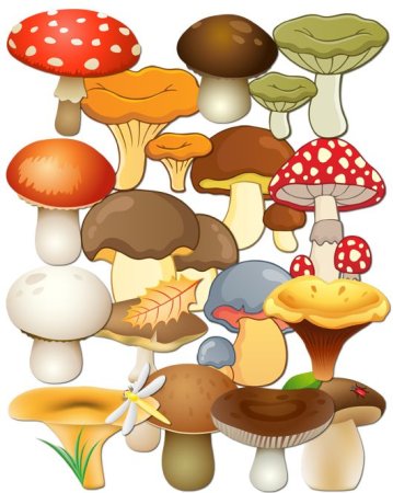 Много грибов для детей