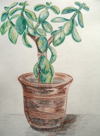 Фикус денежное дерево