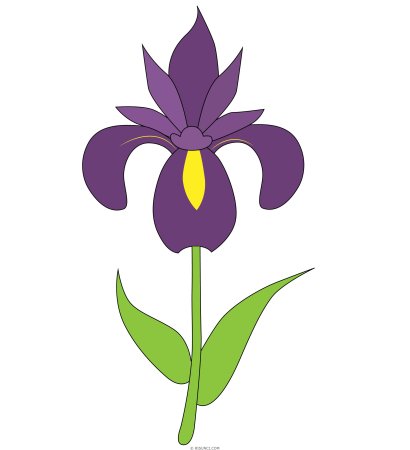 Поэтапное рисование ириса