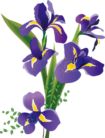 Ирис Касатик Сибирский