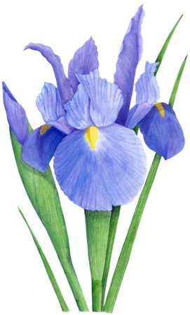 Ирис вектор