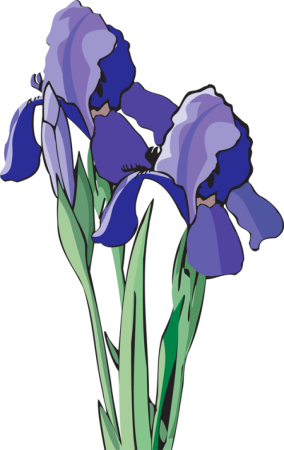 Ирис детский рисунок