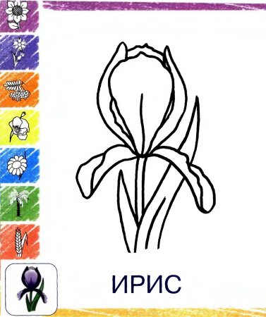 Ирис Сибирский чб