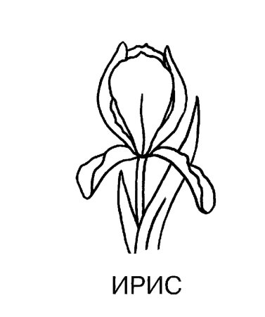 Раскраска Ирис цветок