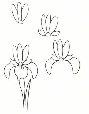 Как нарисовать Ирис