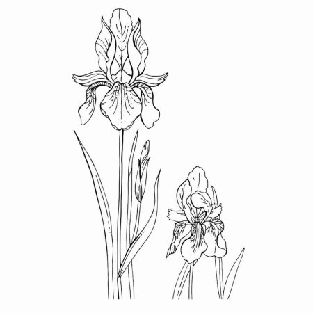 Ирис цветок для детей