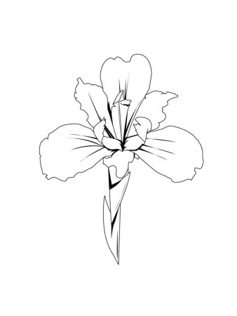 Касатик Сибирский (Ирис) раскраска