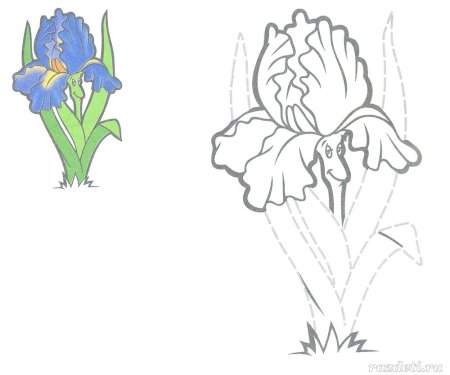 Ирисы раскраска