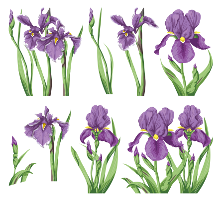 Ирис цветок вектор
