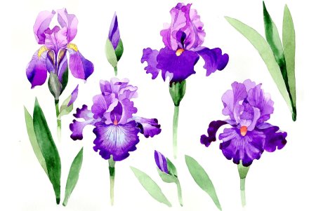 Раскраска цветы ирисы
