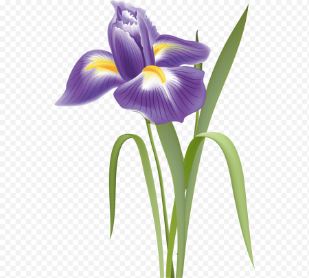 Ирисы нарисовать поэтапно