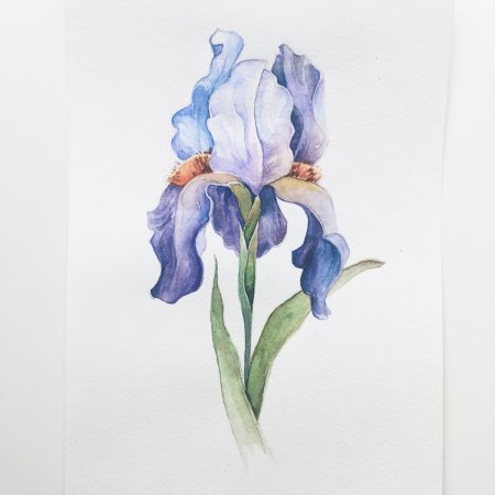 Ирис фиолетовый акварель