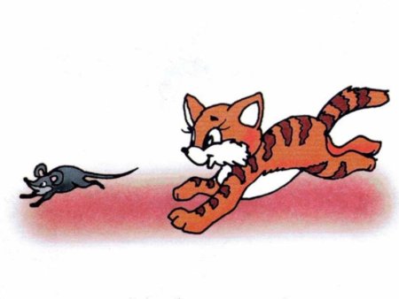 Кот бежит за мышкой