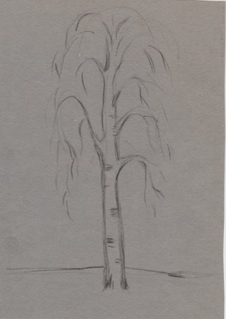 Зарисовки зимних деревьев