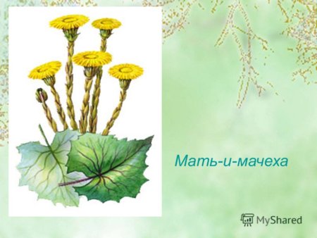 Картина мать и мачеха для детей