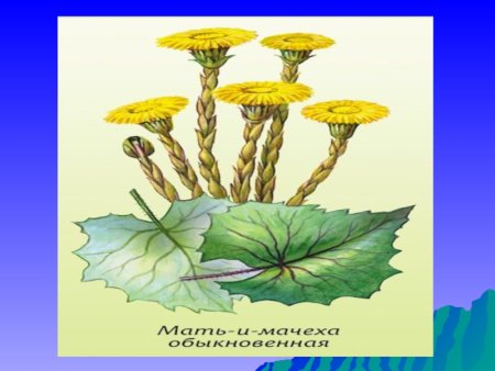 Мать и мачеха растение рисунок
