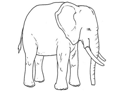 Нарисовать слона сзади
