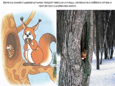 Как нарисовать белку в дупле