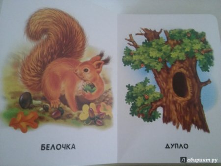 Дупло иллюстрация для детей