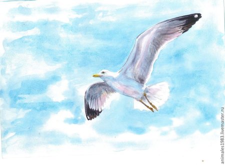 Чайка рисунок