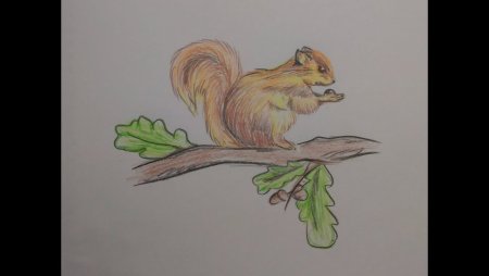 Белочка на ветке рисунок