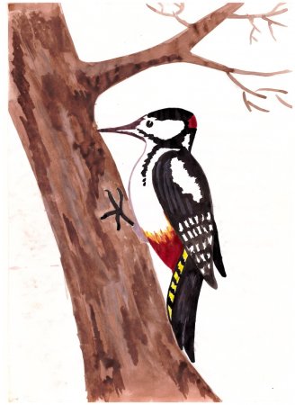 Дятел рисунок