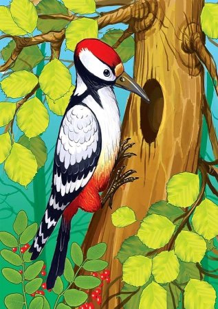 Дятел рисунок