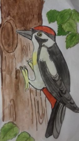 Рисование дятла