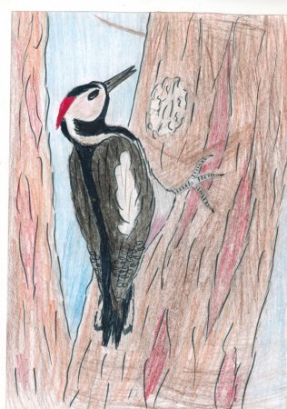 Рисование дятла