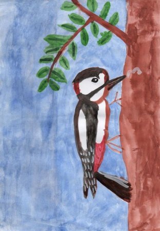 Дятел рисунок