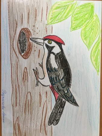 Дятлы Башкирии