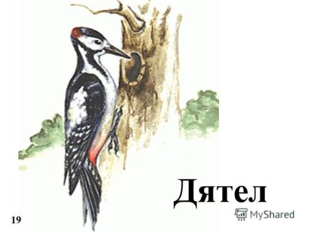Дятел для детей