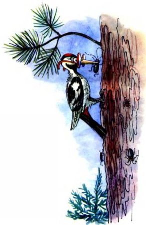Изображение дятла на дереве для детей