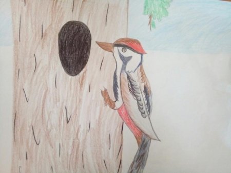 Дятел на дереве рисунок для детей