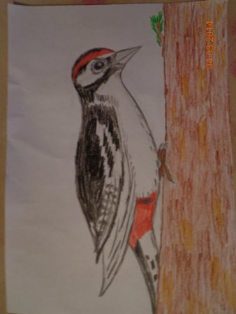 Дятел карандашом