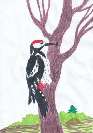 Дятел рисование в средней группе
