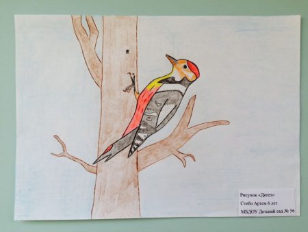 Дятел поэтапное рисование для детей