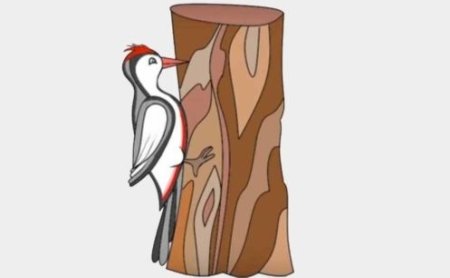 Поэтапное рисование дятла на дереве