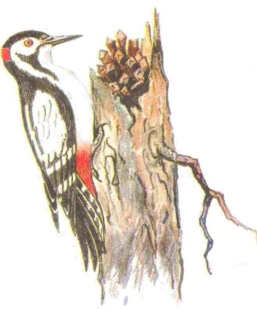 М пришвин Лесной доктор дятел