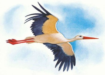 Аист картинка для детей