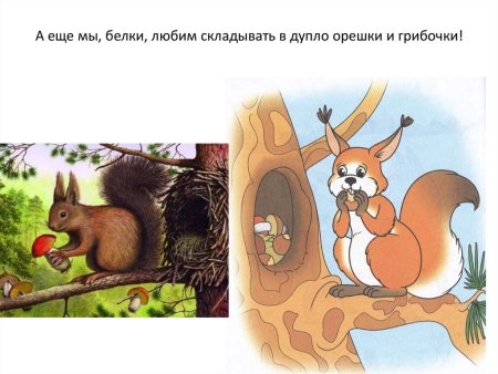 Дупло белки