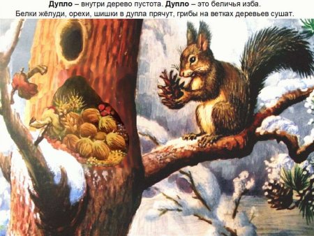 Запасы белки в дупле