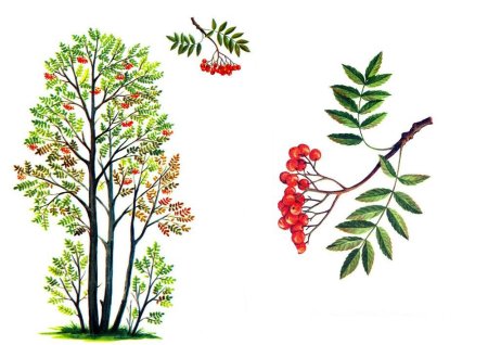 Рябина дерево лист плод