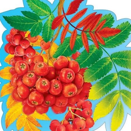 Рябина в детском саду