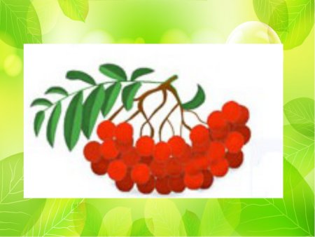 Ветка рябины для детей