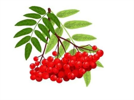 Рябина ягода