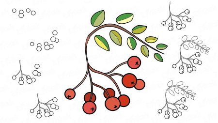 Рябина ягода