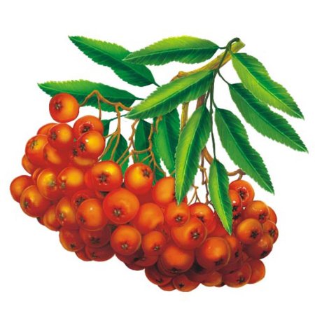 Группа с рябиной